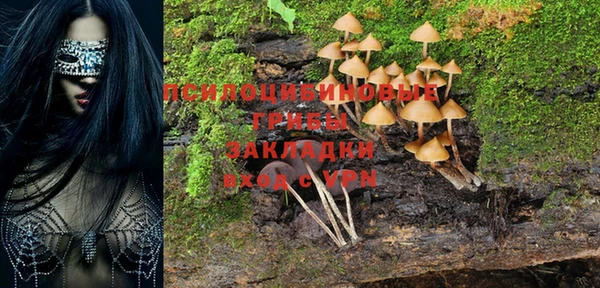 прущие грибы Надым