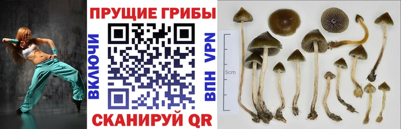 это состав  цены наркотик  Мурино  Галлюциногенные грибы GOLDEN TEACHER 